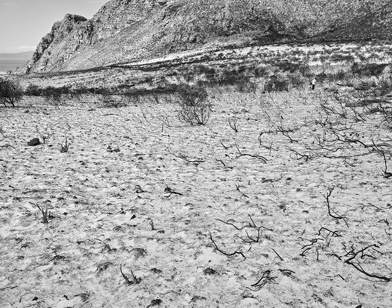 A photograph from John Riddy's series 'Peninsula' of fire damage at Silvermine in the Western Cape Peninsula