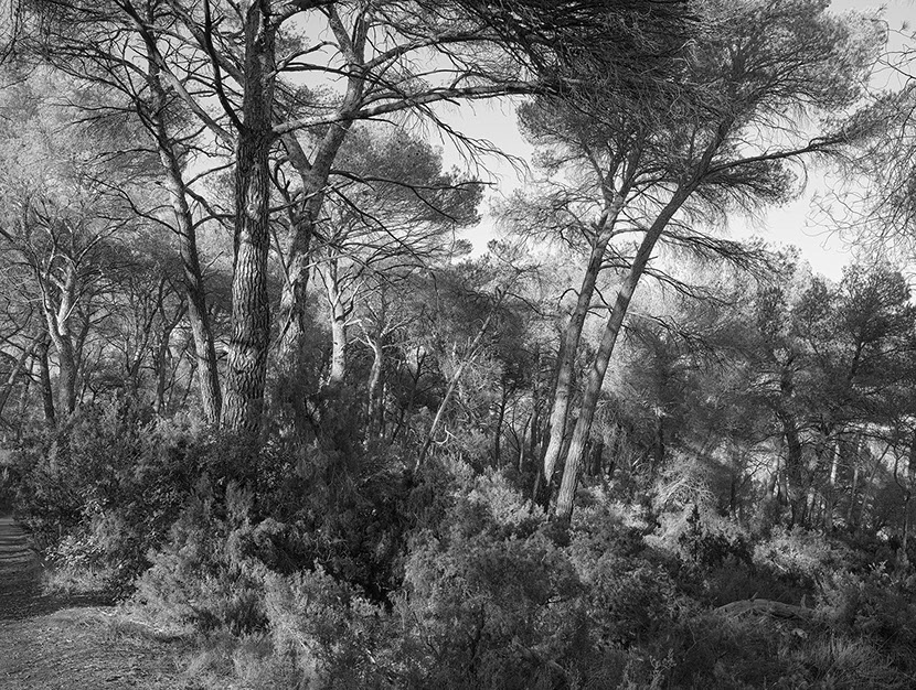 John Riddy 'Le Tholonet (towards Chateau Noir) 2024'