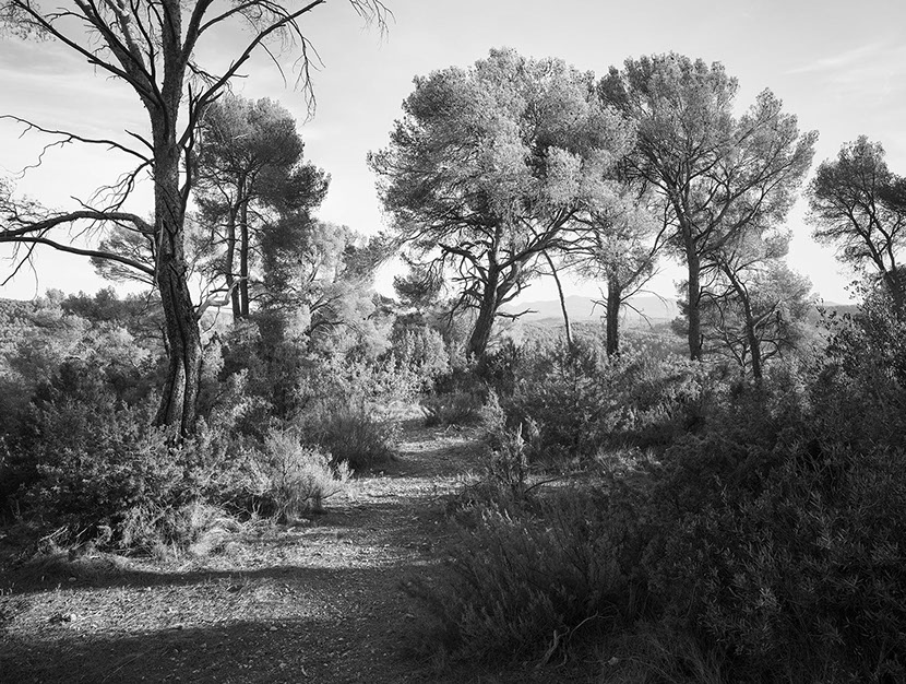 John Riddy 'Le Tholonet (Three trees 2024'
