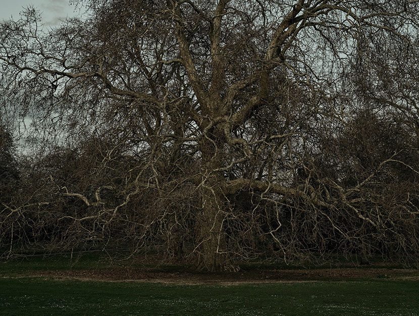 John Riddy 'London (Hyde Park) 2026'